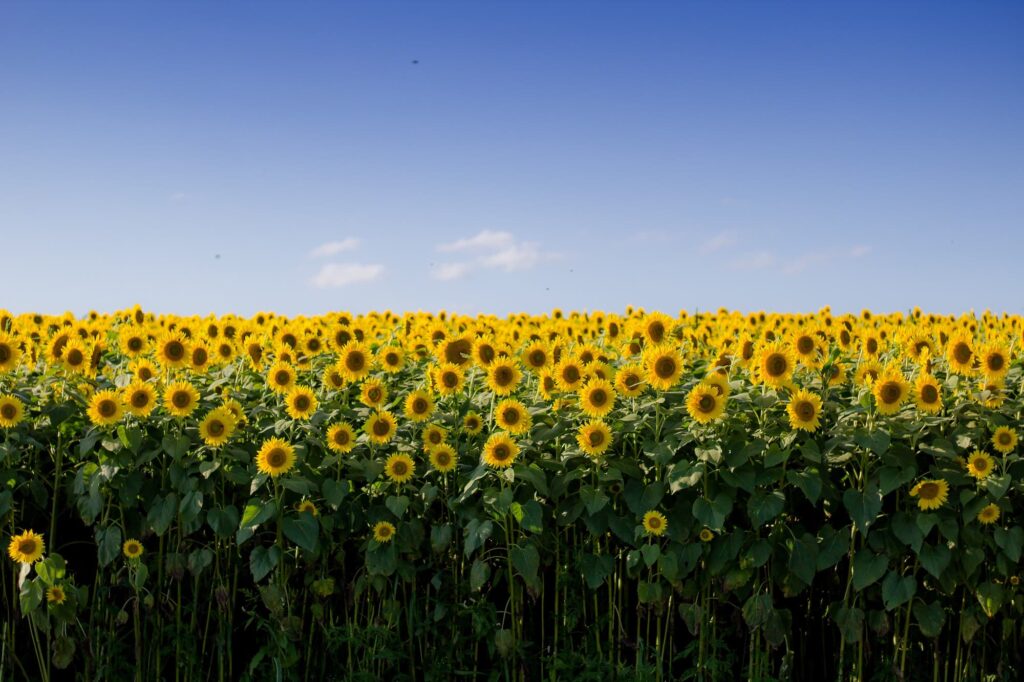 En quoi l'huile de tournesol est dangereuse pour ta santé ?